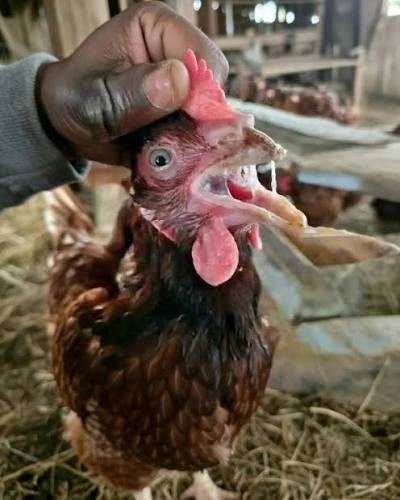CHRONIC RESPIRATORY DISEASE: THE SILENT THREAT TO POULTRY PROFITS